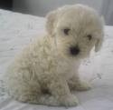 mi perrita tiene 2 meses es blanquisima